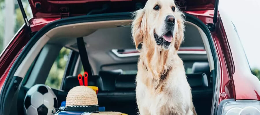 How to Prepare Your Dog for Holiday Travel